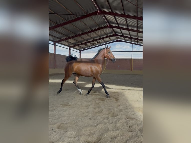 Hispano Araber Stute 8 Jahre 160 cm Brauner in Mejorada Del Campo