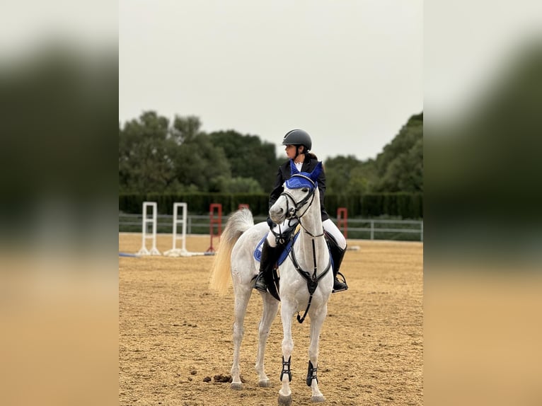 Hispano Araber Stute 8 Jahre 161 cm Schimmel in Chiclana de la Frontera