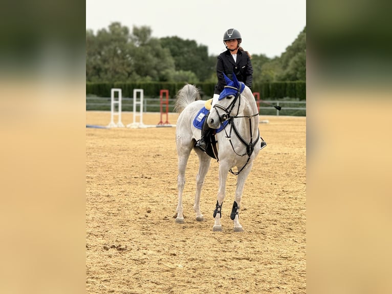 Hispano Araber Stute 8 Jahre 161 cm Schimmel in Chiclana de la Frontera