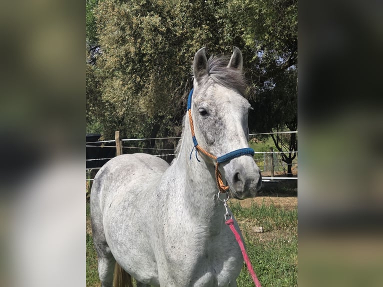 Hispano Araber Stute 9 Jahre 151 cm Schimmel in Vejer de la Frontera