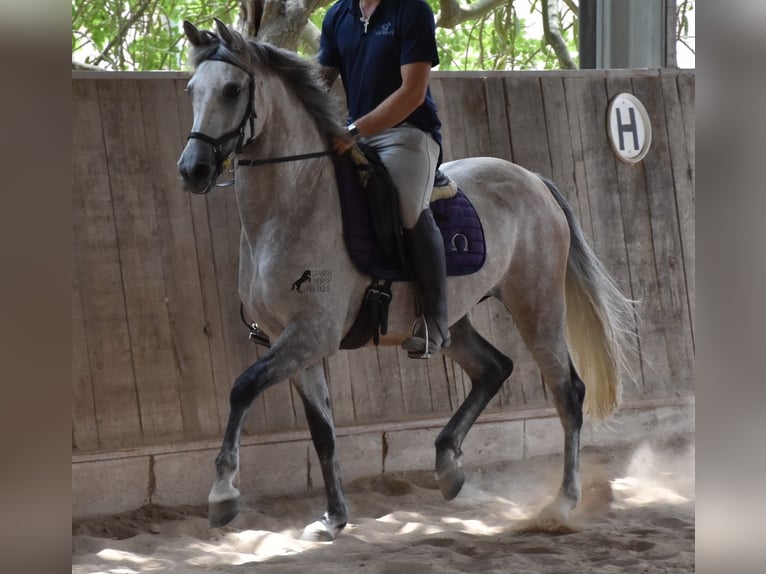 Hispano Araber Stute 9 Jahre 153 cm Schimmel in Mallorca