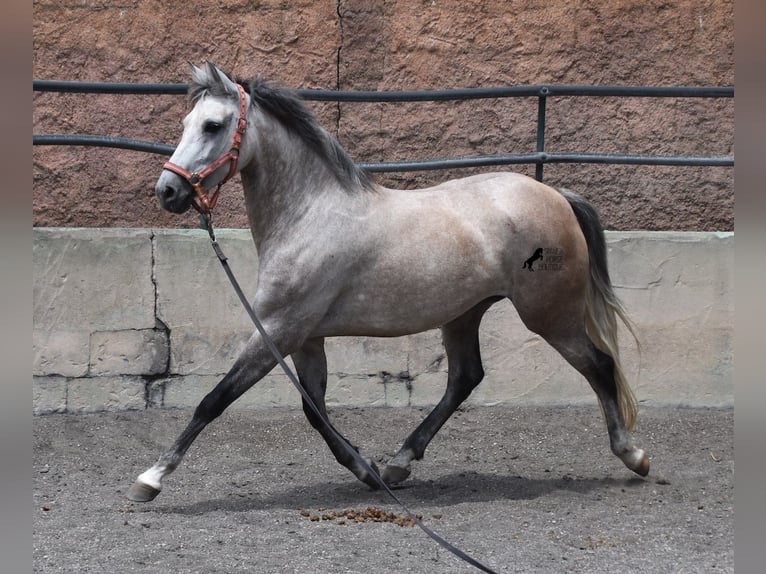 Hispano Araber Stute 9 Jahre 153 cm Schimmel in Mallorca