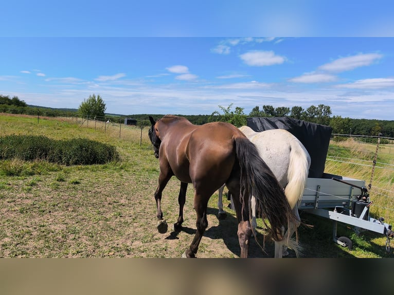 Hispano Araber Stute 9 Jahre 160 cm Brauner in Kolitzheim