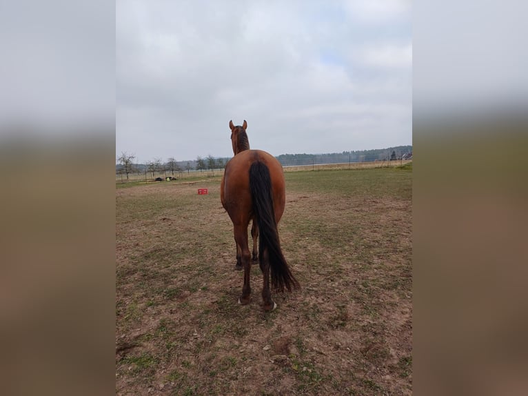 Hispano Araber Stute 9 Jahre 160 cm Brauner in Oberschwarzach