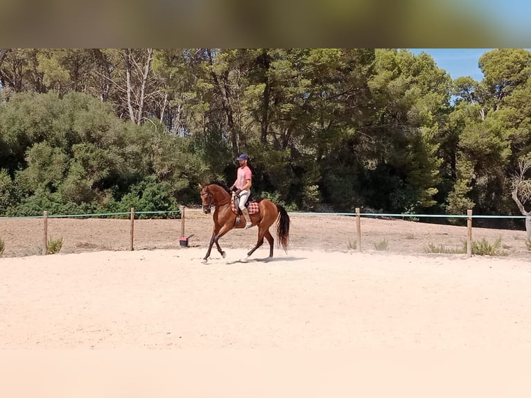 Hispano Araber Stute 9 Jahre 163 cm Brauner in Montuiriri