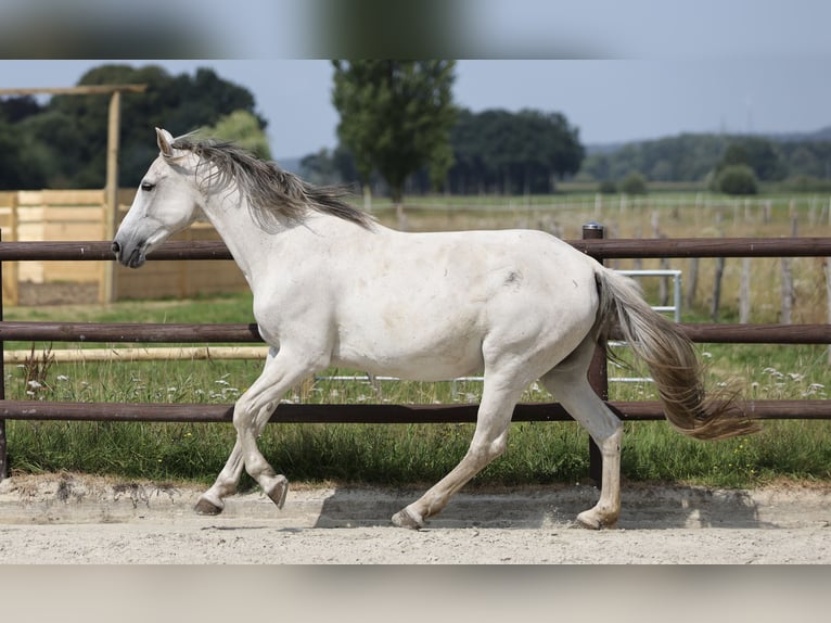 Hispano Araber Stute 9 Jahre 163 cm Schimmel in Bissendorf