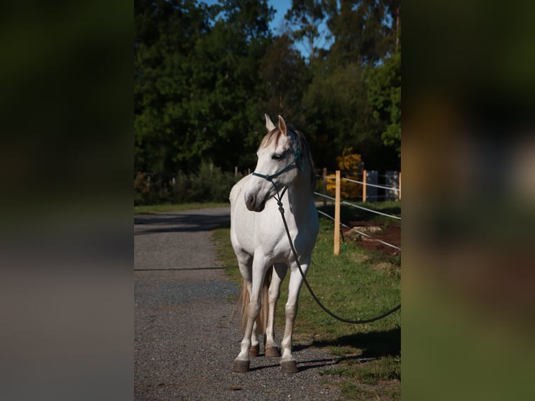Hispano Araber Stute 9 Jahre 163 cm Schimmel in Bissendorf