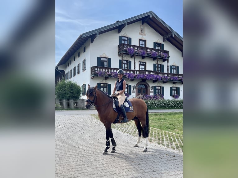 Hispano Araber Wallach 10 Jahre 148 cm Rotbrauner in Feldkirchen-Westerham