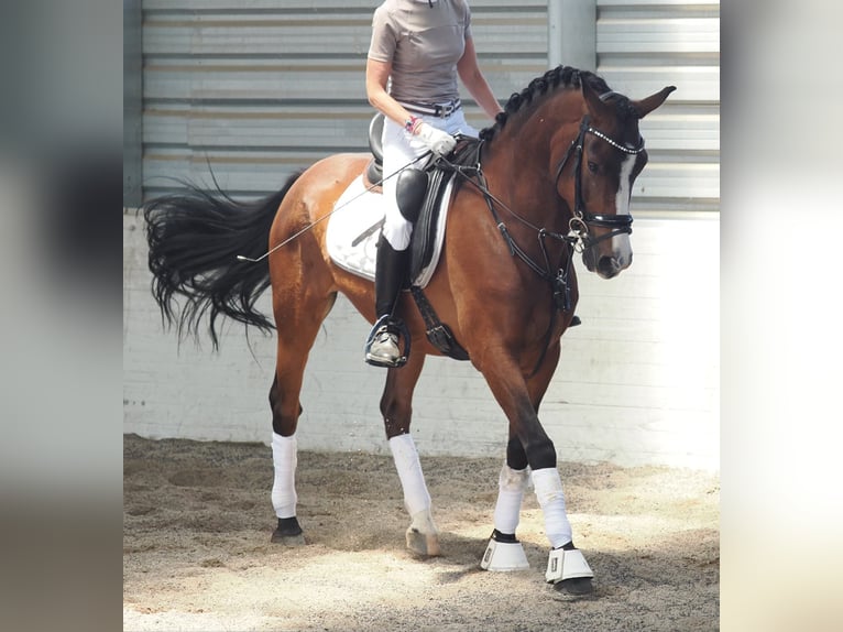 Hispano Araber Mix Wallach 10 Jahre 150 cm Dunkelbrauner in Valdetorres De Jarama