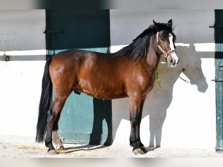 Hispano Araber Mix Wallach 10 Jahre 150 cm Dunkelbrauner in Valdetorres De Jarama