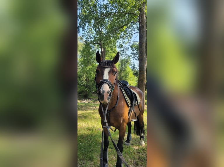 Hispano Araber Mix Wallach 10 Jahre 150 cm Dunkelbrauner in Valdetorres De Jarama