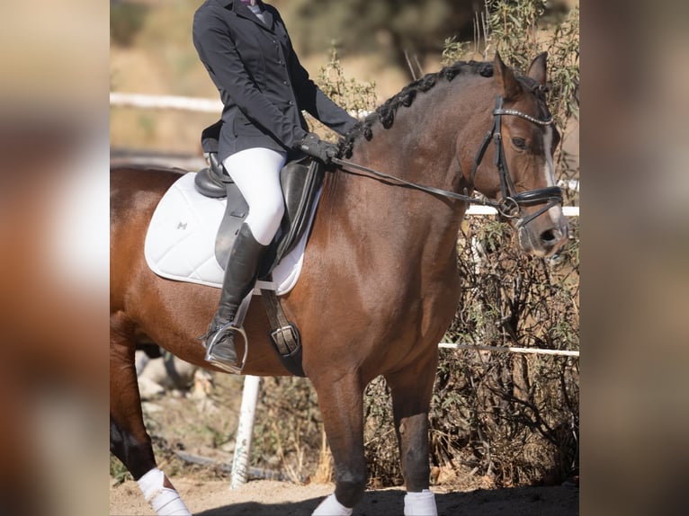 Hispano Araber Mix Wallach 10 Jahre 150 cm Dunkelbrauner in Valdetorres De Jarama