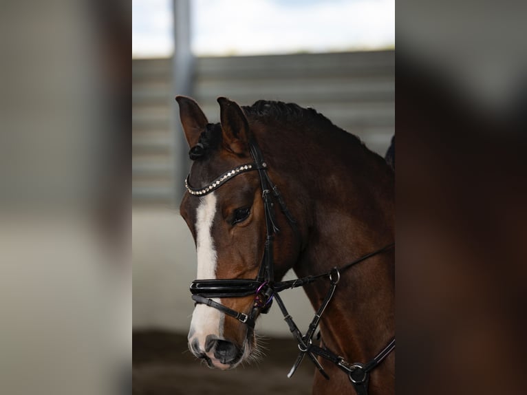 Hispano Araber Mix Wallach 10 Jahre 150 cm Dunkelbrauner in Valdetorres De Jarama