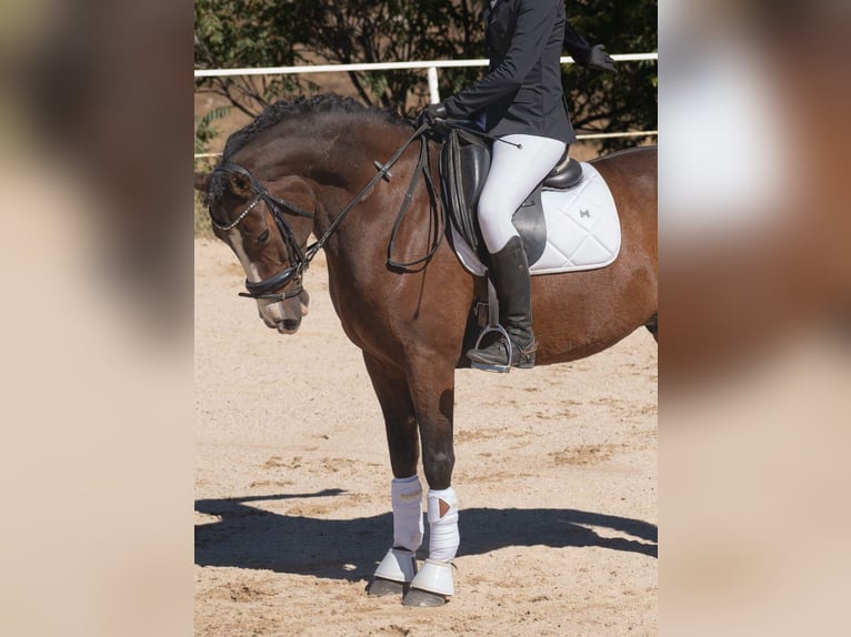Hispano Araber Mix Wallach 10 Jahre 150 cm Dunkelbrauner in Valdetorres De Jarama