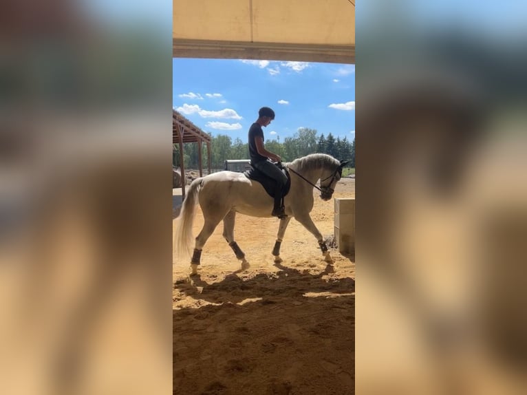 Hispano Araber Wallach 10 Jahre 154 cm Schimmel in Varnsdorf