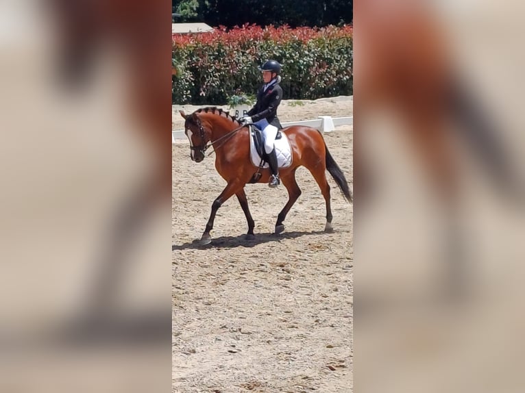 Hispano Araber Mix Wallach 10 Jahre 158 cm Brauner in Angustia, A (Nigran)