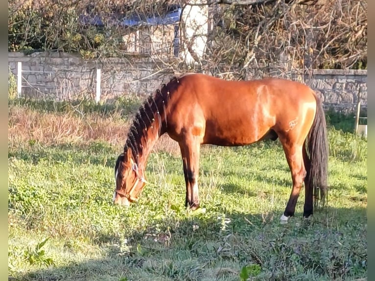 Hispano Araber Mix Wallach 10 Jahre 158 cm Brauner in Angustia, A (Nigran)