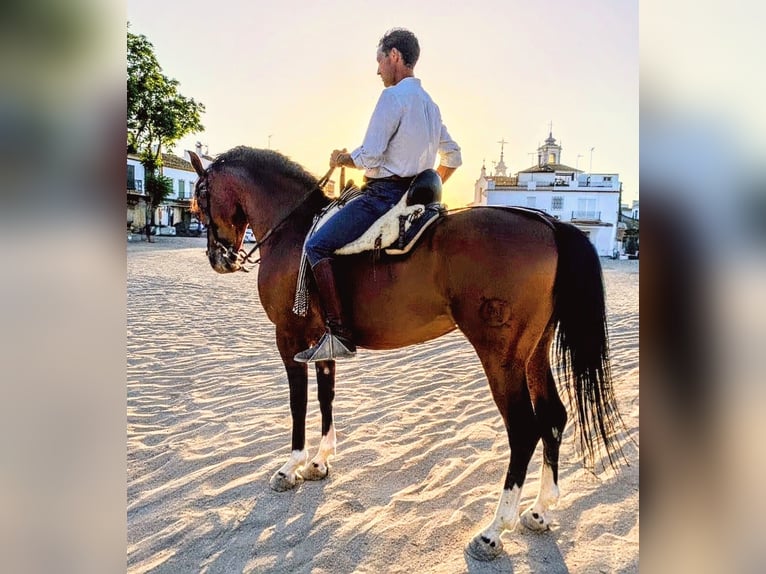 Hispano Araber Wallach 10 Jahre 162 cm Brauner in Sevilla