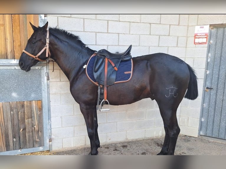 Hispano Araber Mix Wallach 10 Jahre 167 cm Rappe in Dos Hermanas