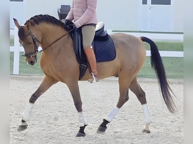 Hispano Araber Wallach 11 Jahre 159 cm Brauner in Madrid