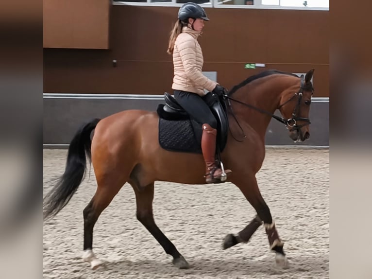 Hispano Araber Wallach 11 Jahre 159 cm Brauner in Madrid