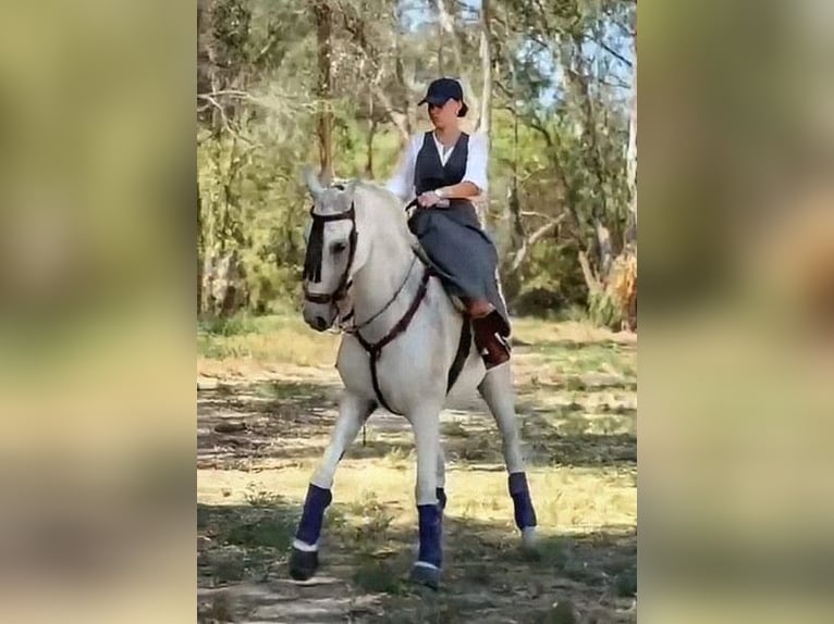 Hispano Araber Wallach 11 Jahre 159 cm Schimmel in Sevilla