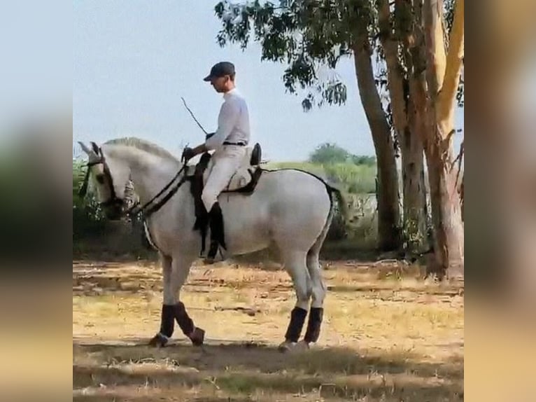 Hispano Araber Wallach 11 Jahre 159 cm Schimmel in Sevilla