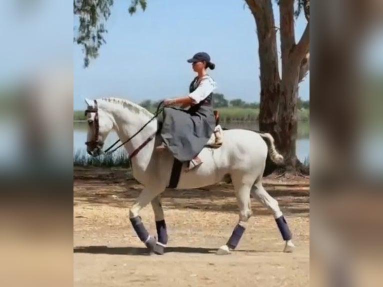 Hispano Araber Wallach 11 Jahre 159 cm Schimmel in Sevilla