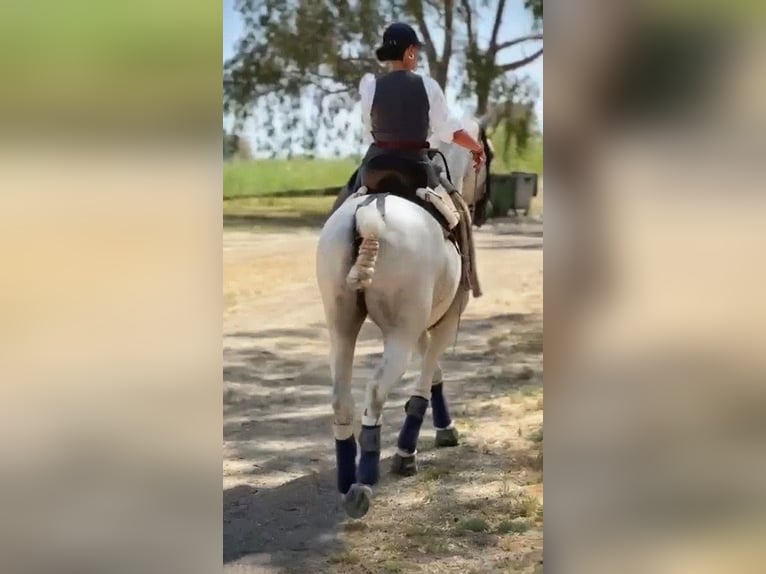 Hispano Araber Wallach 11 Jahre 159 cm Schimmel in Sevilla