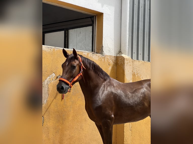 Hispano Araber Wallach 11 Jahre 162 cm Fuchs in Valencia