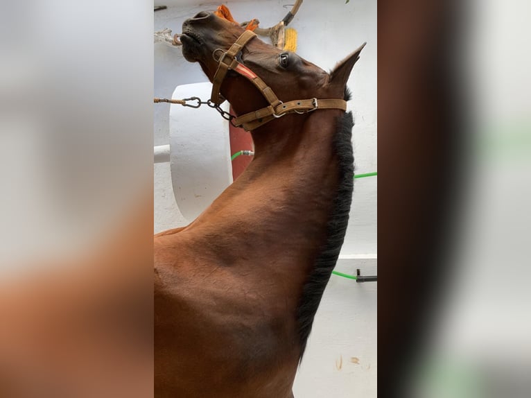 Hispano Araber Wallach 11 Jahre 165 cm Brauner in Montellano