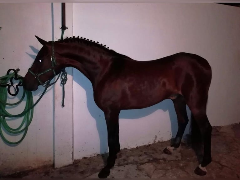 Hispano Araber Wallach 11 Jahre 165 cm Brauner in Montellano