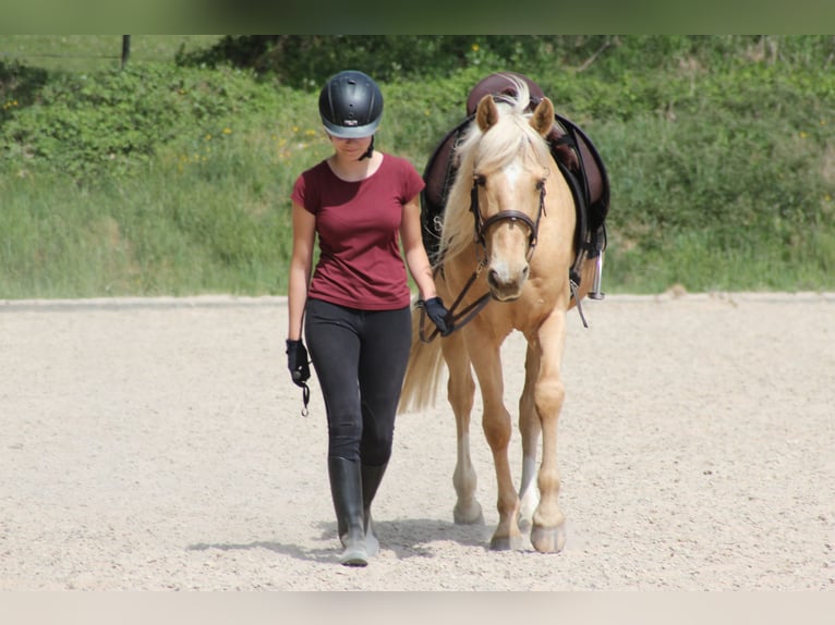 Hispano Araber Wallach 12 Jahre 150 cm Palomino in Steinen