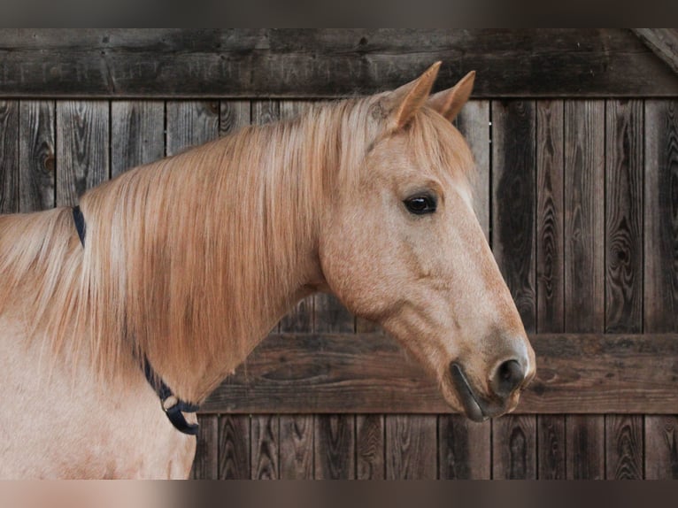 Hispano Araber Wallach 12 Jahre 150 cm Palomino in Steinen