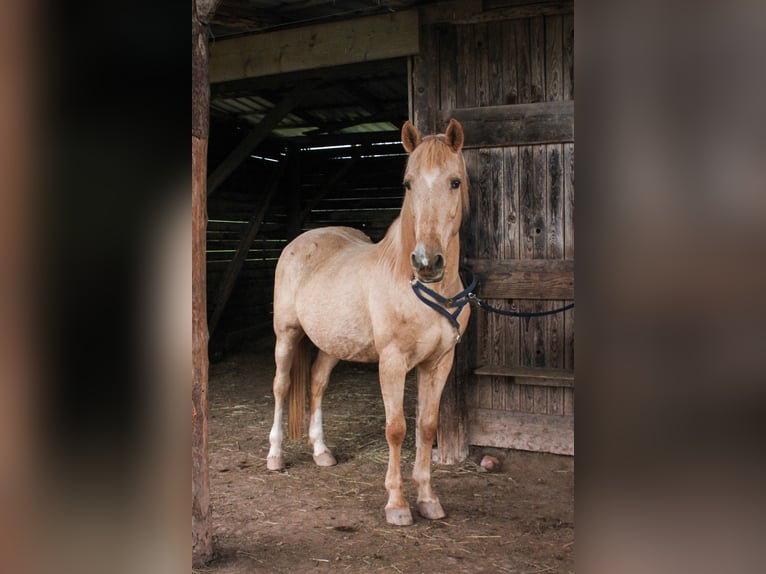 Hispano Araber Wallach 12 Jahre 150 cm Palomino in Steinen