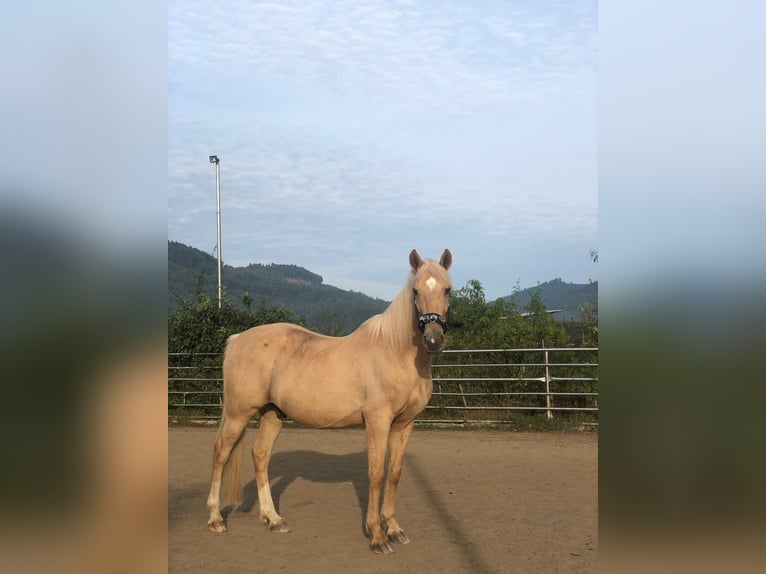 Hispano Araber Wallach 12 Jahre 150 cm Palomino in Steinen