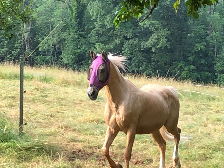 Hispano Araber Wallach 12 Jahre 150 cm Palomino in Steinen