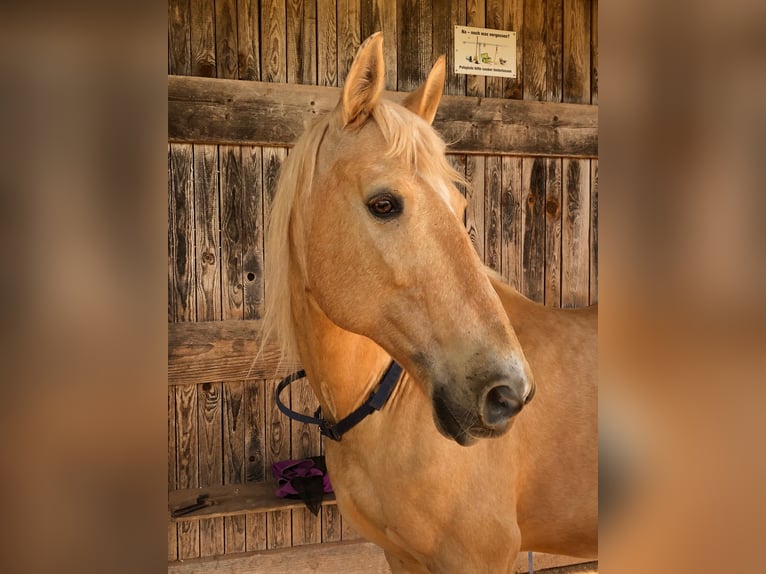 Hispano Araber Wallach 12 Jahre 150 cm Palomino in Steinen
