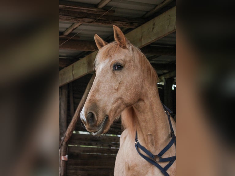 Hispano Araber Wallach 12 Jahre 150 cm Palomino in Steinen