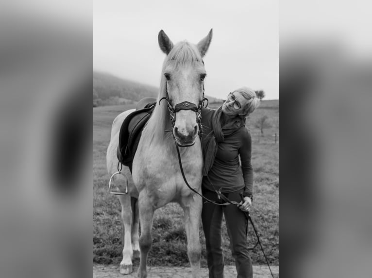 Hispano Araber Wallach 12 Jahre 150 cm Palomino in Steinen