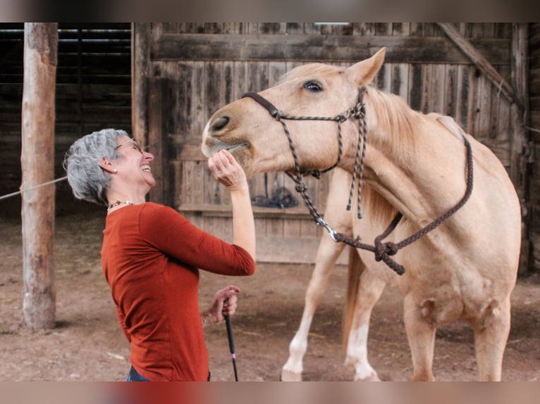 Hispano Araber Wallach 12 Jahre 150 cm Palomino in Steinen