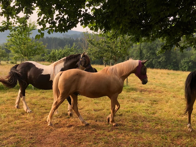 Hispano Araber Wallach 12 Jahre 150 cm Palomino in Steinen