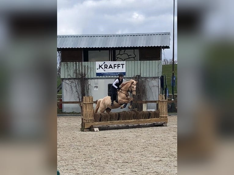 Hispano Araber Wallach 12 Jahre 150 cm Palomino in Steinen