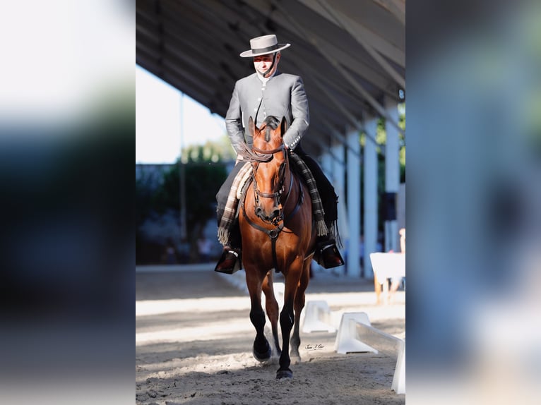 Hispano Araber Wallach 12 Jahre 158 cm Brauner in Pozoblanco