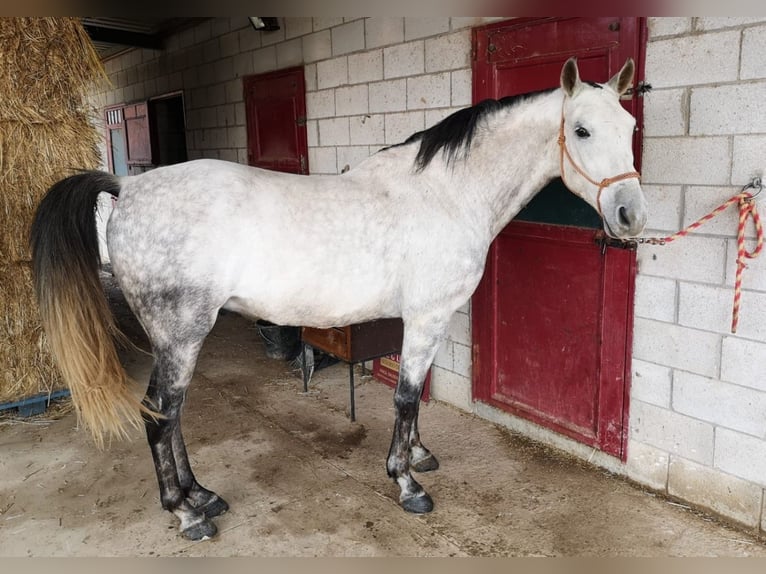 Hispano Araber Wallach 12 Jahre 160 cm Schimmel in Badajoz