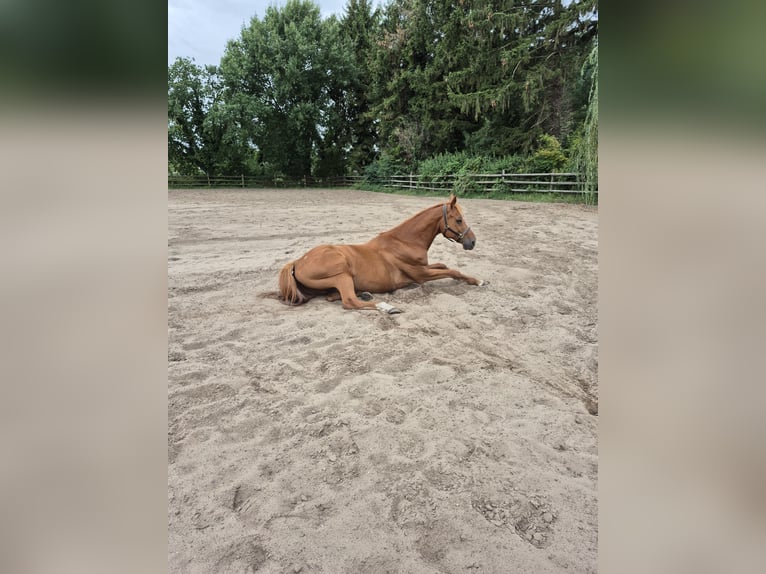 Hispano Araber Mix Wallach 12 Jahre 167 cm Fuchs in Born a Darss
