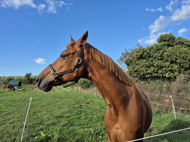 Hispano Araber Mix Wallach 12 Jahre 167 cm Fuchs in Born a Darss
