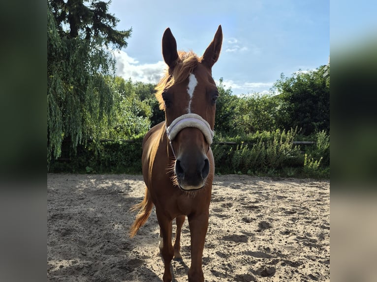 Hispano Araber Mix Wallach 12 Jahre 167 cm Fuchs in Born a Darss