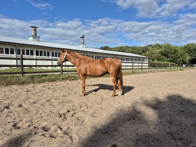 Hispano Araber Mix Wallach 12 Jahre 167 cm Fuchs in Born a Darss