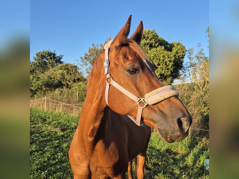 Hispano Araber Mix Wallach 12 Jahre 167 cm Fuchs in Born a Darss